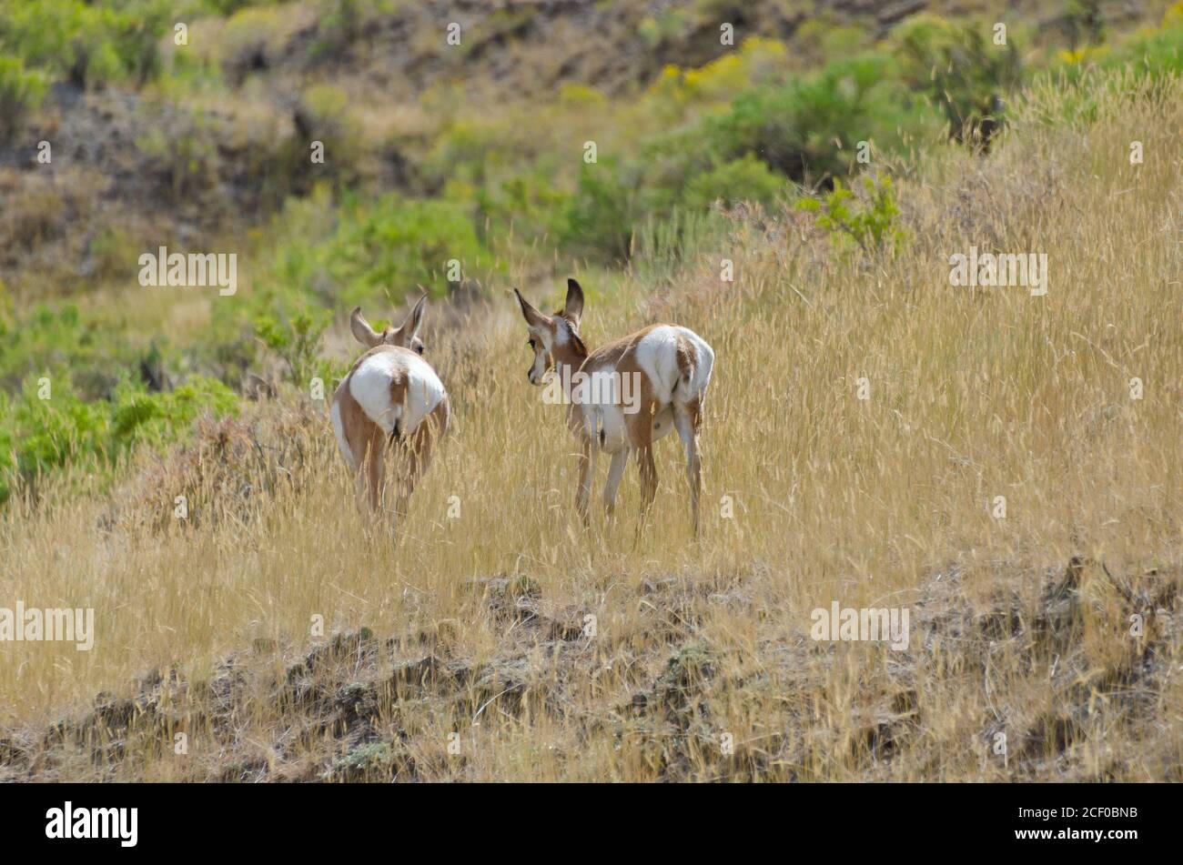 Pronghorn-Antilope im Yellowstone-Nationalpark, USA Stockfoto