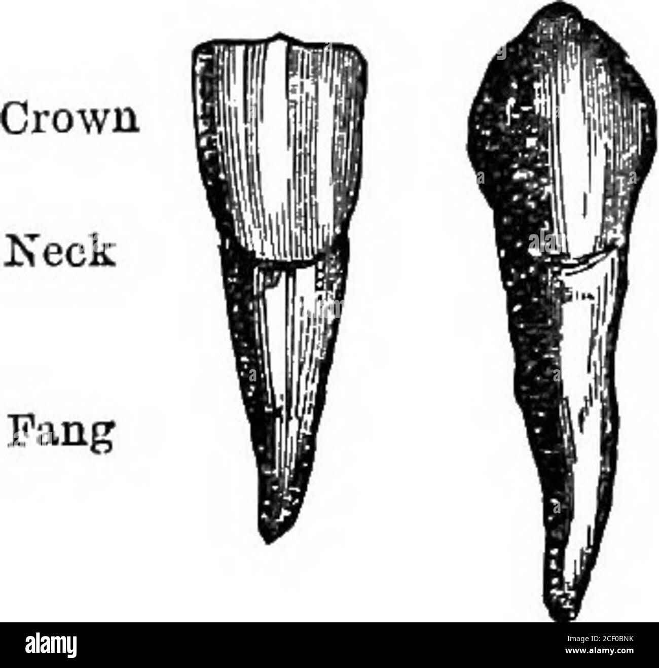 Menschliche Physiologie. (Lat. Bis, zweimal ; und cuspis, apointed  Extremity), so genannt, weil jede hat zwei Spitzen oder ridgeson der  Oberseite der Krone, durch eine Furche getrennt. Darüber hinaus sind auch