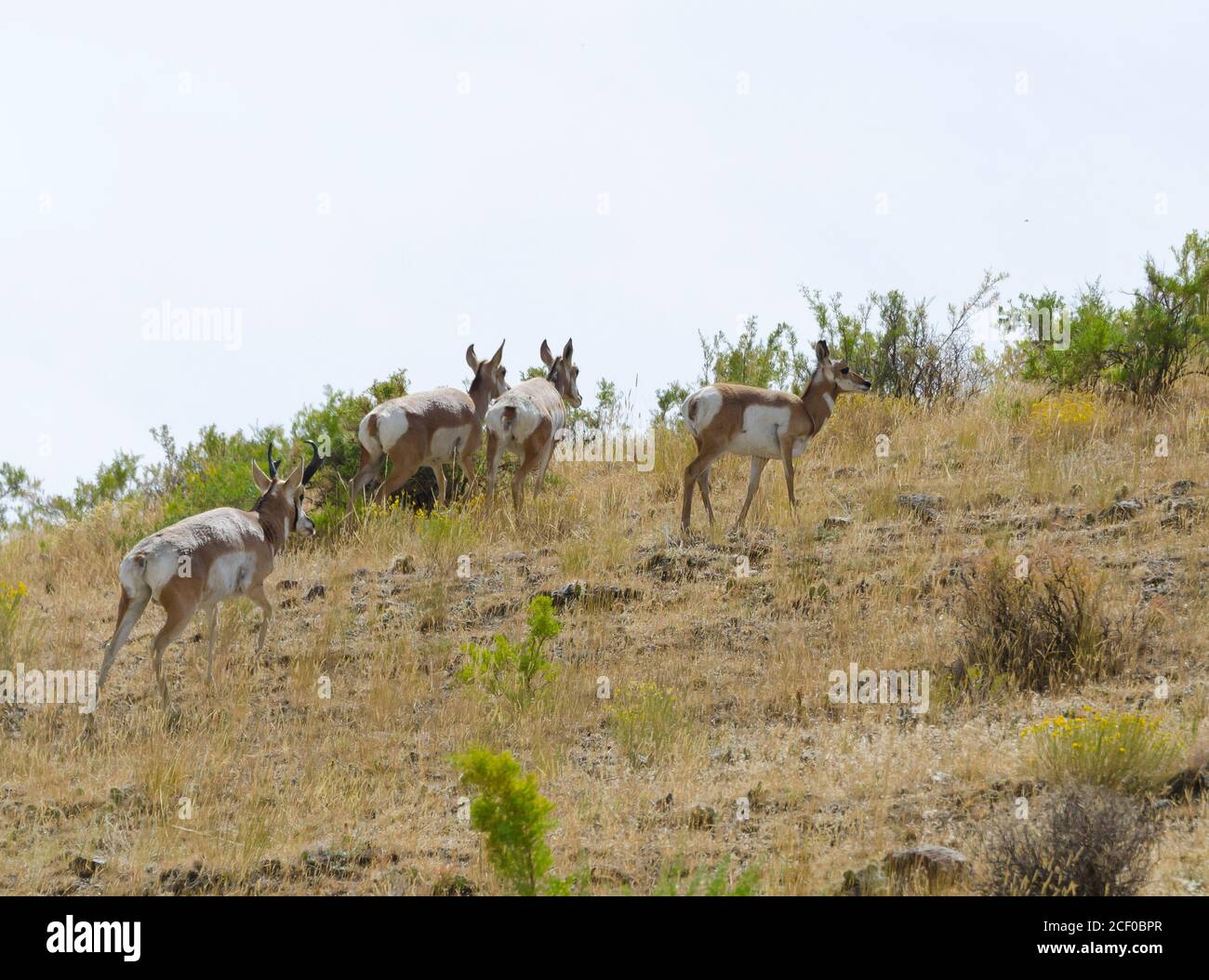 Pronghorn-Antilope im Yellowstone-Nationalpark, USA Stockfoto