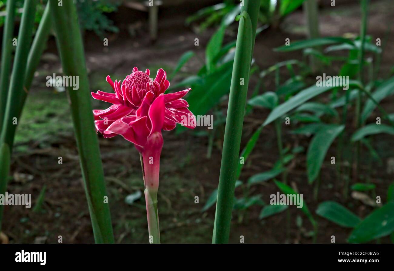 Nahaufnahme einer Etlingera-Elatiorblüte, auch bekannt als „Fackel-Ingwer“ Stockfoto