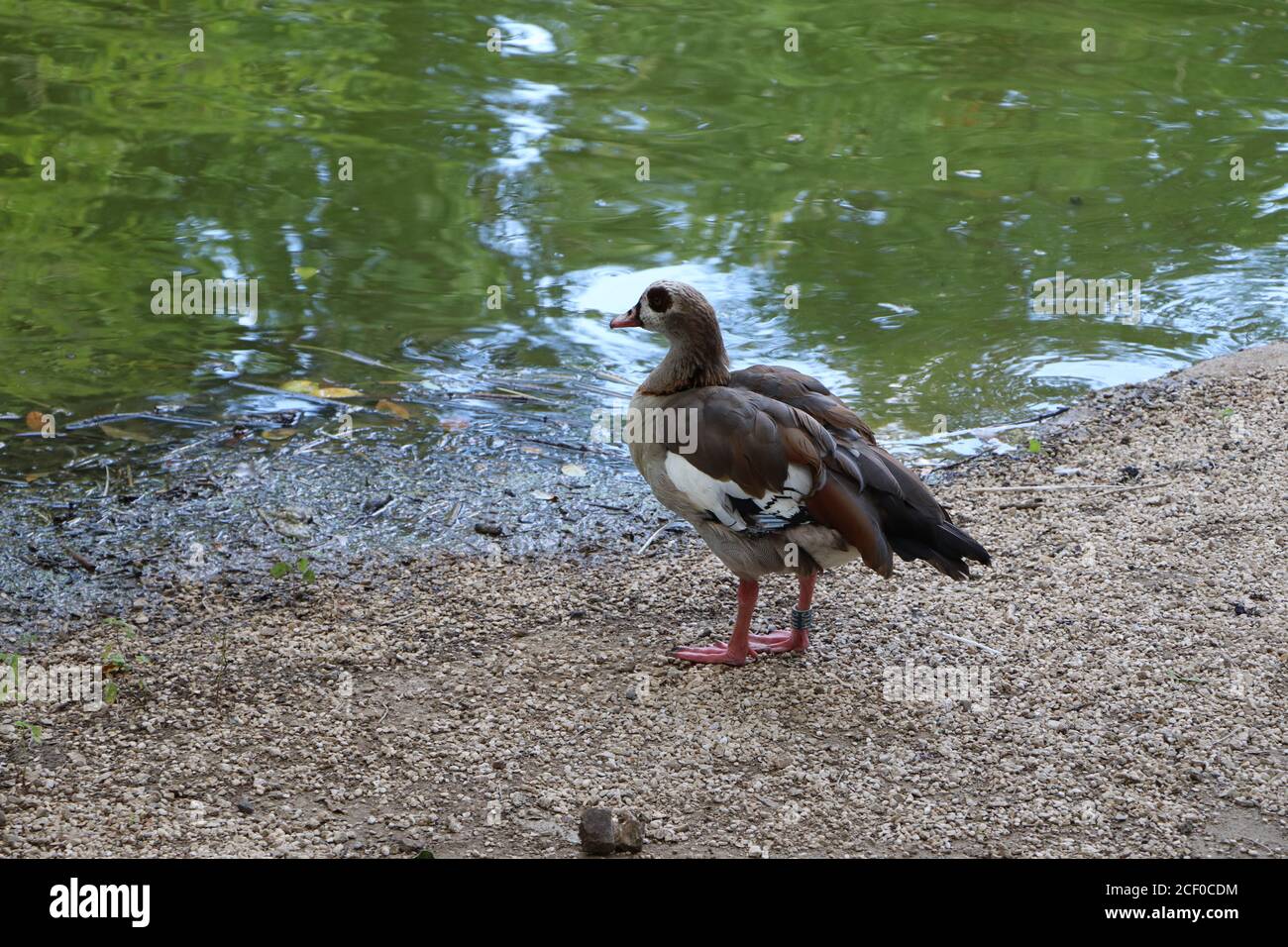 Nilgans Stockfoto