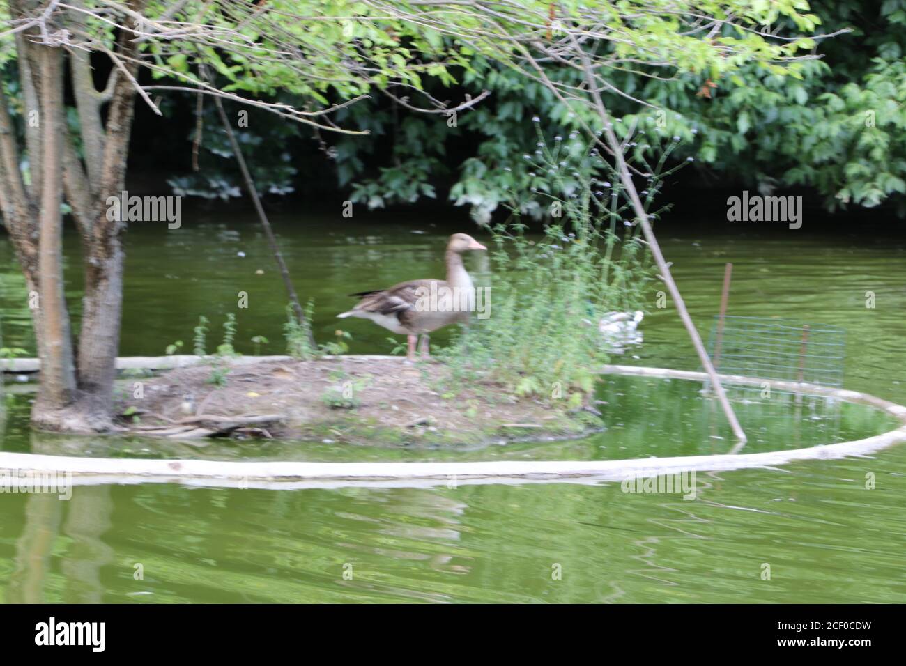 Nilgans Stockfoto