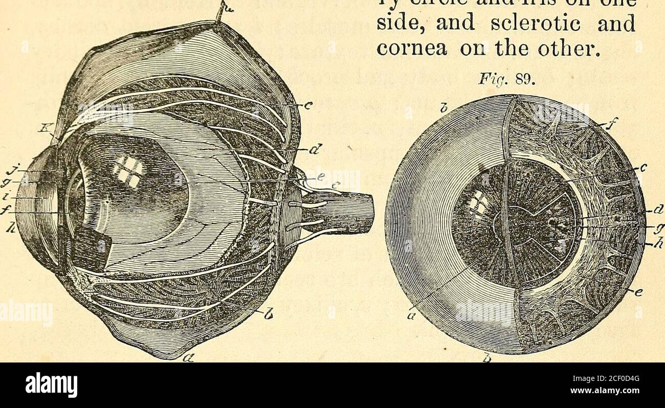 . Ein Text-Buch über Physiologie: Für den Einsatz von Schulen und Hochschulen: Als eine Ergänzung der Autor der größeren Arbeit über die menschliche Physiologie. G gefüllt mit dem aque-ous Humor, in dem die Iris schwimmt, die Aufteilung in Tworegionen, genannt, von ihrer Position, die vorderen und POS-terior Kammern. Der ganze Rest des Globus zwischen der Rückseite der Linse und der Netzhaut ist mit einem substanceextrem transparent gefüllt, und bekannt als die Glaskörper hu-mor. Der wässrige Humor, die kristalline Linse und der vitireous Humor, aufgrund ihrer Transparenz, bieten daher kein Hindernis für den Durchgang des Lichts. Abb. Stockfoto