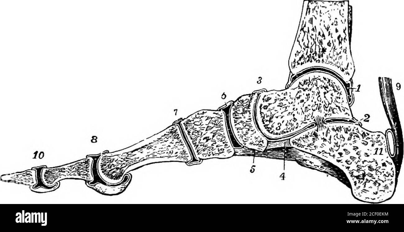 . Menschliche Physiologie. Abb., 39. – Innere Oberfläche des Parietalknochens, zeigt die unregelmäßigen, eingekerbten Kanten der Naht.. Abb. 40.- Abschnitt des Sehfußes, zeigt die Art eines gleitenden oder gleitenden Gelenk, Synovialmembranen und Synovialhöhlen; auch Band und, Sehne.. Zeigt auch die gewölbte Form des Fußes.t, 2, 3, 6, 7, 8 und 10, Gelenkhöhlen, umgeben von Gelenkmembran; 4 und 5, Liga-ments ; g, Sehne. Bewegen Sie sich in ihnen, und, der Knorpel ist flexibel und elastisch, die Bewegung ist nicht eingeschränkt. Knorpel auch die Oberflächen der Knochen BÄNDER. KNORPEL. GELENKE 37 whic Stockfoto