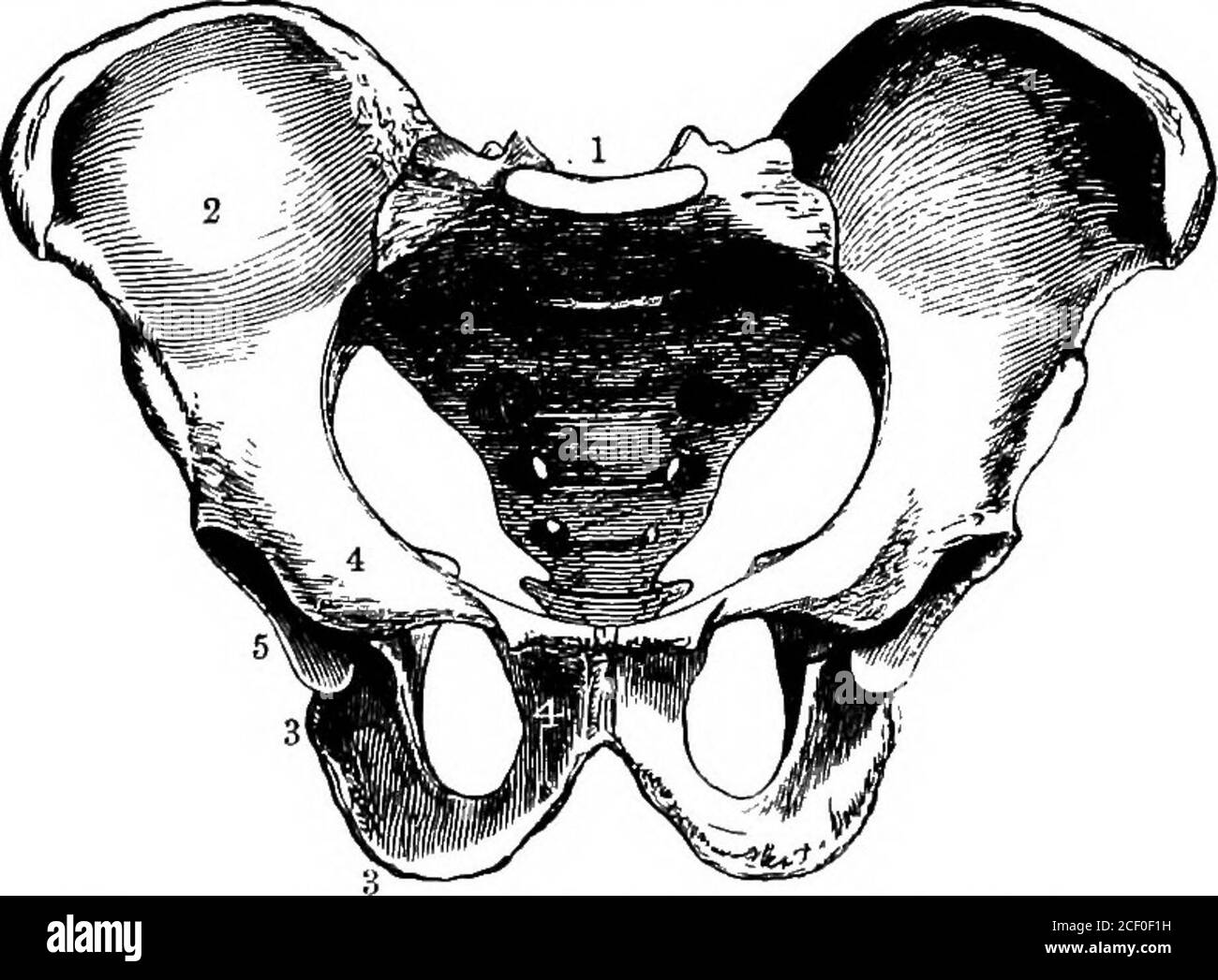 . Menschliche Physiologie. *&gt;•«* 6, tarsus oder Knöchel – 7 Knochen. 7, Metatarsus. 8, Phalanges der Zehen. 9, Patella. B, der Aufrichter Extremitäten.x, Schulterblatt. 2, Magnethohlraum. 3, Humerus. 4, Radius ) Unterarm,5» ulna i 6, Karpus oder Handgelenk – 8 Knochen. 7, Metacarpus. 8, Phalanges der Finger. Die Patella hat keinen entsprechenden Teil im Arm. 30 ELEMENTARPHYSIOLOGIE die Phalanges (Gr. Phalanx, eine Soldatenlinie ; ein Rang) der Finger sind mit den Mittelhandknochen verbunden. Es gibt drei von diesen in jedem Finger und zwei in den Daumen, so dass eine Gesamtoffourteen für jede Hand. Die Knochen der unteren Extremitäten sind :- Beckenbereich Stockfoto