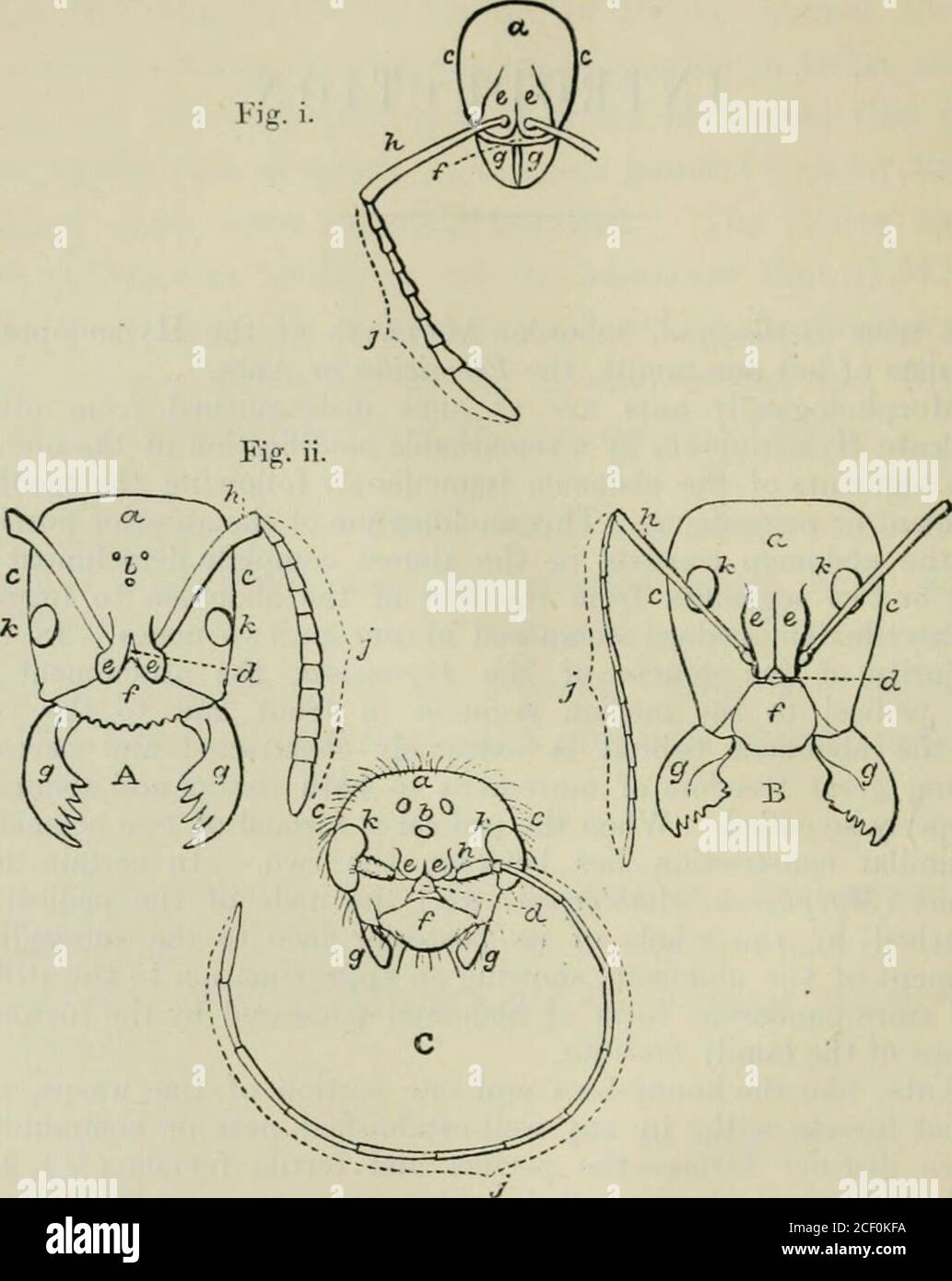 . Hymenoptera (c?), und die so genannte Neutrum oder Arbeiter