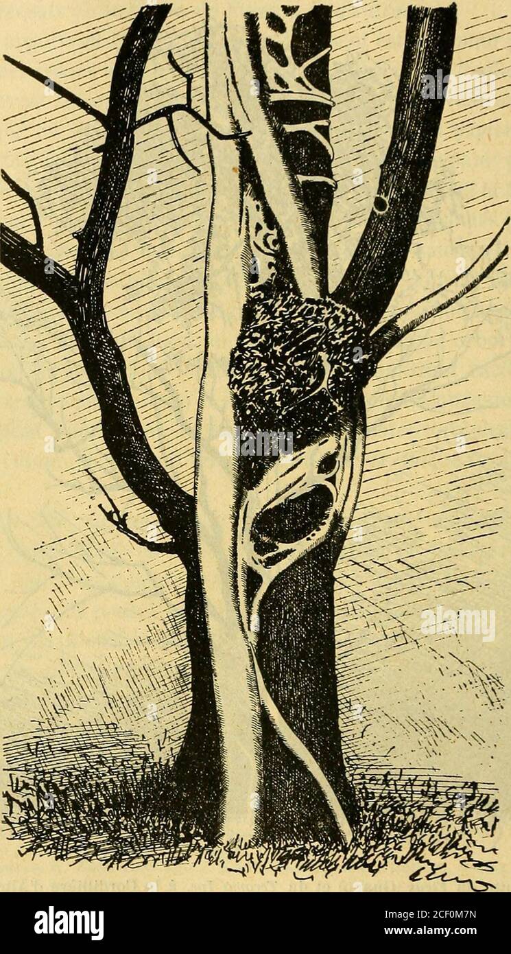 . Bulletin de la Société botanique de Genève. Abb. 242. – Lutte du Ficus (Guapo) et du Tecoma Ipe, à la Cordillière dAltos. Auf einem repré-senté dans la fig. 243. la base de cette Association. On peut voir ici comment laBignoniacée-arbre est progressivement mortifiée, desséchée ; elle porte encore sur lesdernières branches quelques feuilles, des fleurs et de longues « siliques ». Le figuiersest élancé et se fortifiera jusquà constituer un puissant arbre à * sapopema >. Dessin de K. C. allumettes, se consume avec une remarquable régularité si on met le feuà Tune de ses extrémités. Auf pourrait tun Stockfoto