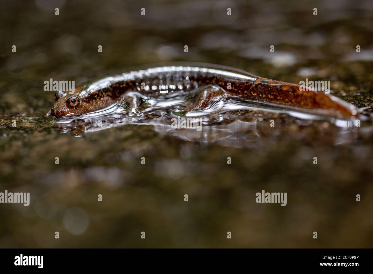 Blackbelly Salamander oder Schwarzbauchsalamander (Desmognathus quadramaculatus) - Butter Gap Trail, Pisgah National Forest, in der Nähe von Brevard, North Carol Stockfoto