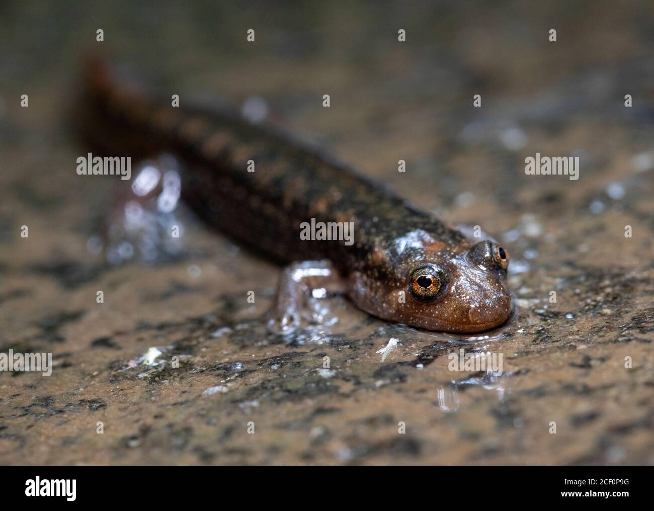 Blackbelly Salamander oder Schwarzbauchsalamander (Desmognathus quadramaculatus) - Butter Gap Trail, Pisgah National Forest, in der Nähe von Brevard, North Carol Stockfoto