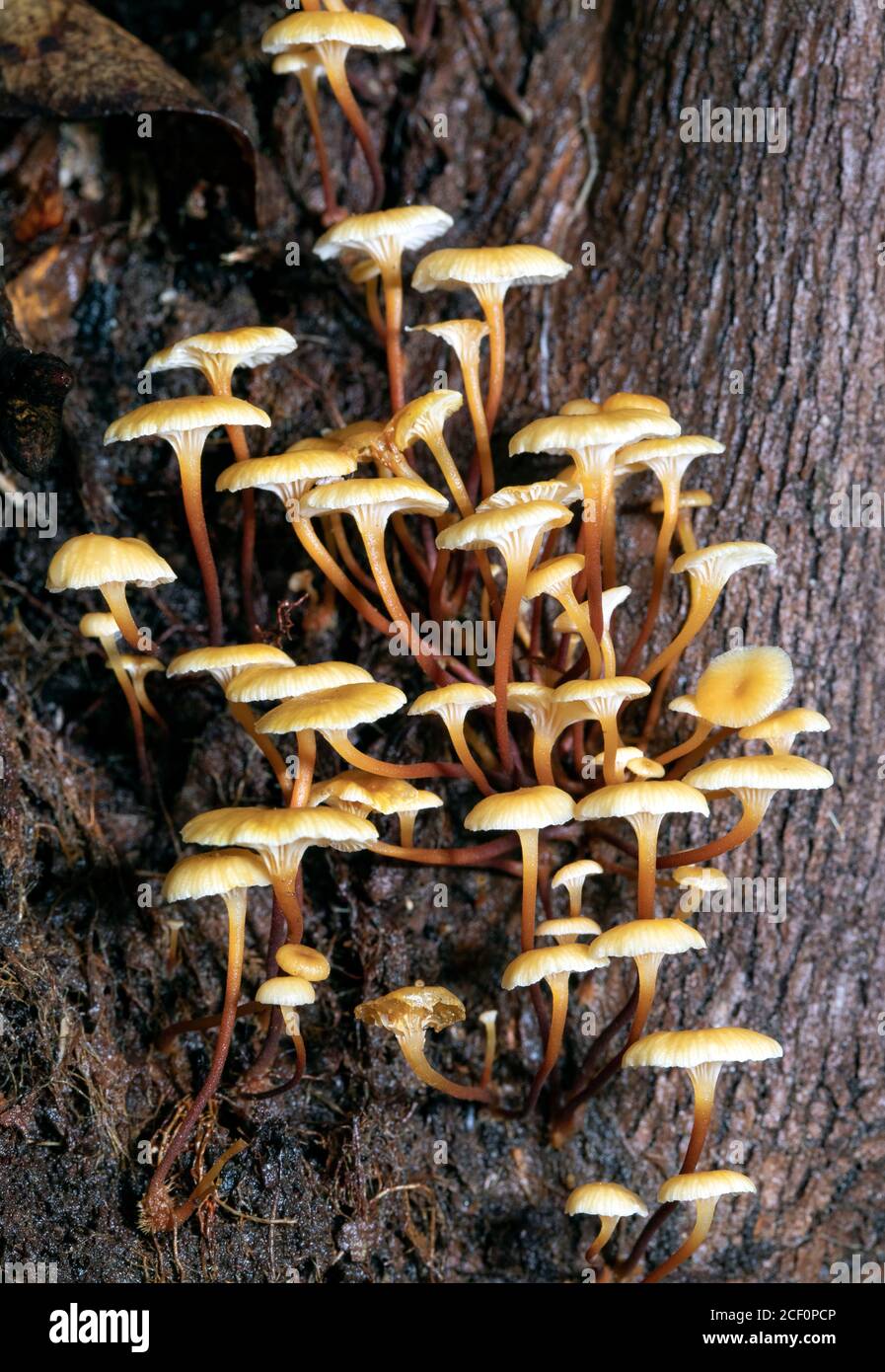 Golden Trumpet Mushroom (Xeromphalina campanella) - Butter Gap Trail, Pisgah National Forest, Brevard, North Carolina, USA Stockfoto