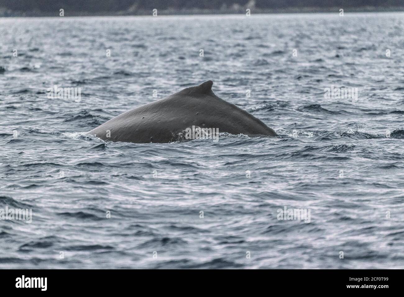 Walbeobachtungskreuzfahrt Alaska touristische Aktivität Ziel Sommerferien- Buckelbummchen Wal Rückenflosse durchbrechen Wasser Stockfoto
