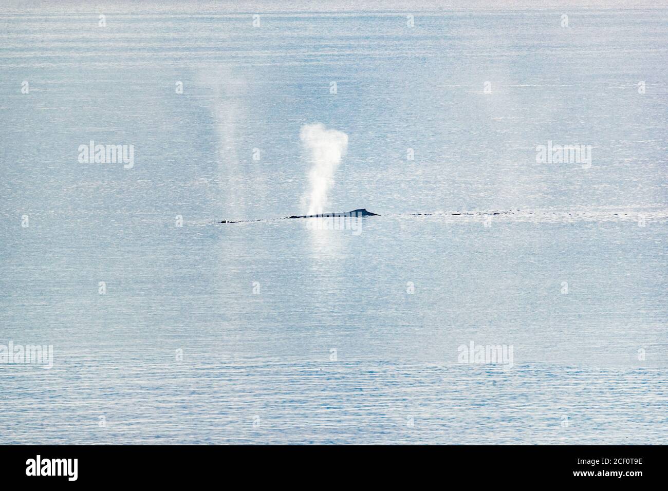 Whale Watching Cruise Alaska Tourist Activity travel Vacation - Buckelwal sputing Wasser aus Blasloch atmen an der Oberfläche des Wassers. Stockfoto