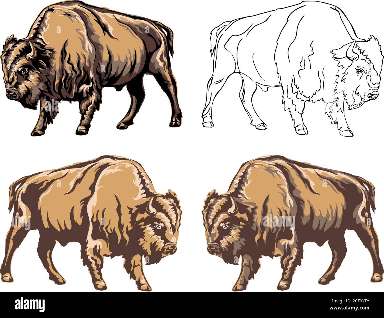 Bison, Büffel, Farbe, Safari Bison pflanbivore, Prärie, Reservation, Horn, amerika, groß, weiß, Stier, Pier, wild, Tier, wild, Tiere, Kopf Stock Vektor