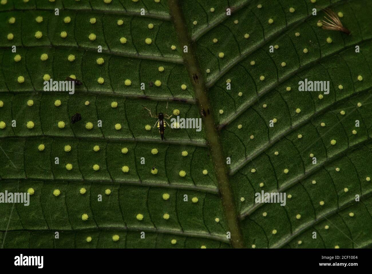 Ein Makrofoto der Sori, Clustern von Sporangia, auf der Unterseite einer Farnwedel. Diese werden bei der Farnvermehrung verwendet. Stockfoto