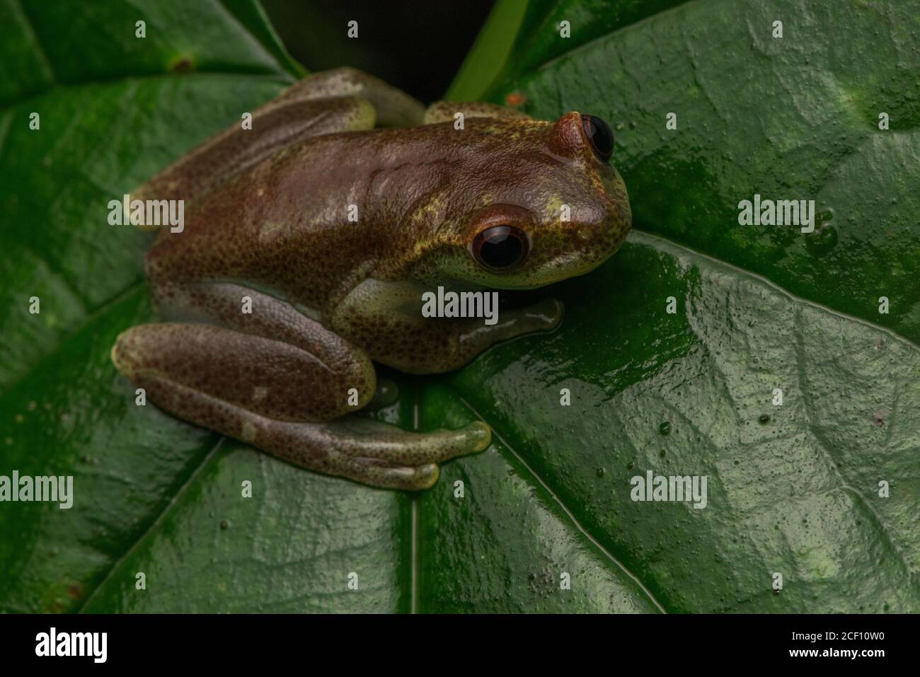 Der plätschernde Torrenteerfrosch (Hyloscirtus alytolylax) ist eine Art von Baumfrosch aus der Choco-Region Ecuadors. Stockfoto