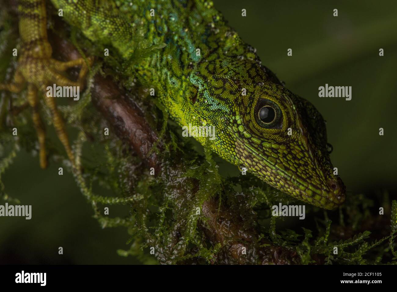Das Gesicht einer äquatorialen Anole (Anolis aequatorialis) eine Eidechsart, die im ecuadorianischen Regenwald gefunden wird. Stockfoto