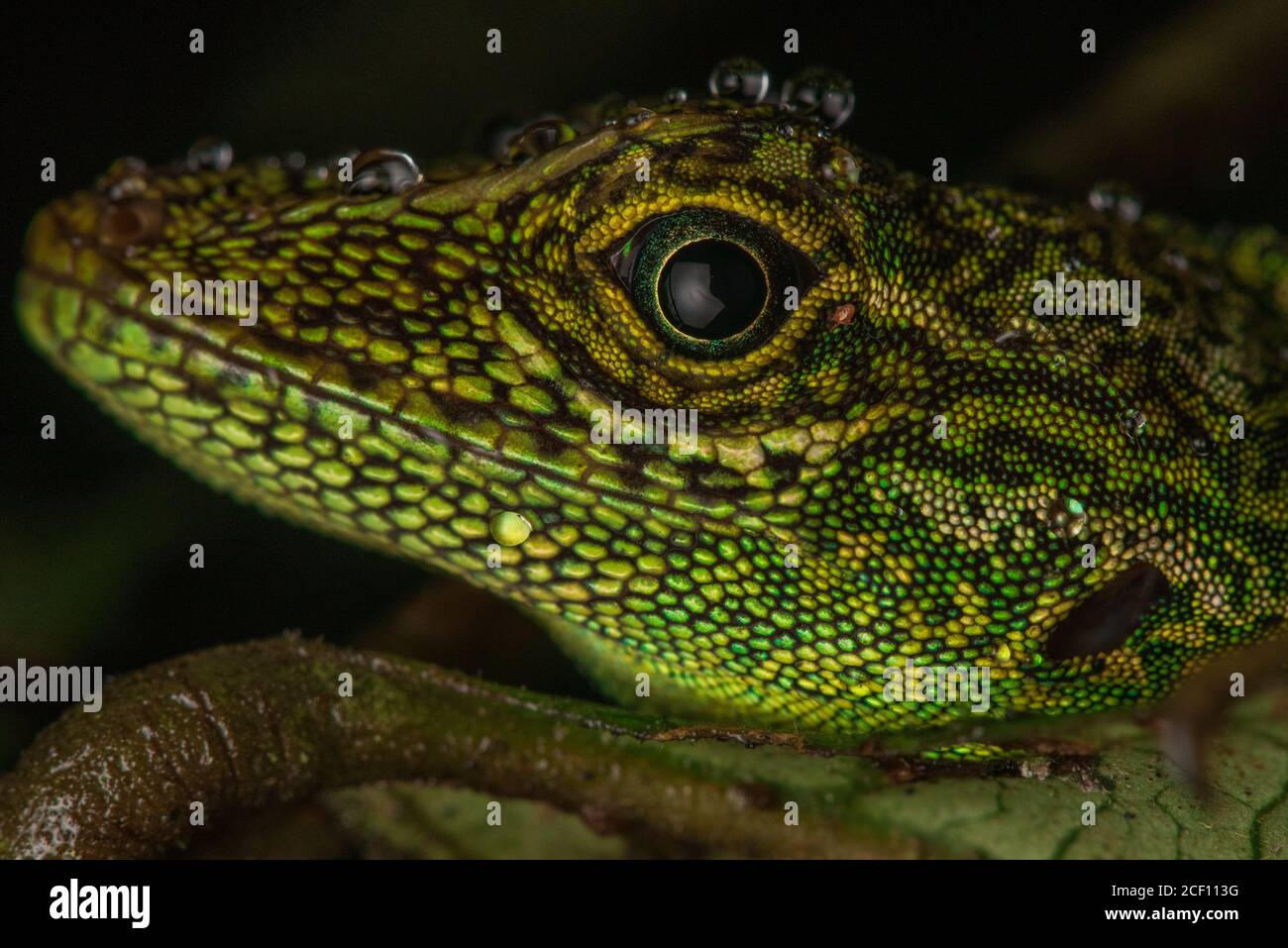 Das Gesicht einer äquatorialen Anole (Anolis aequatorialis) eine Eidechsart, die im ecuadorianischen Regenwald gefunden wird. Stockfoto