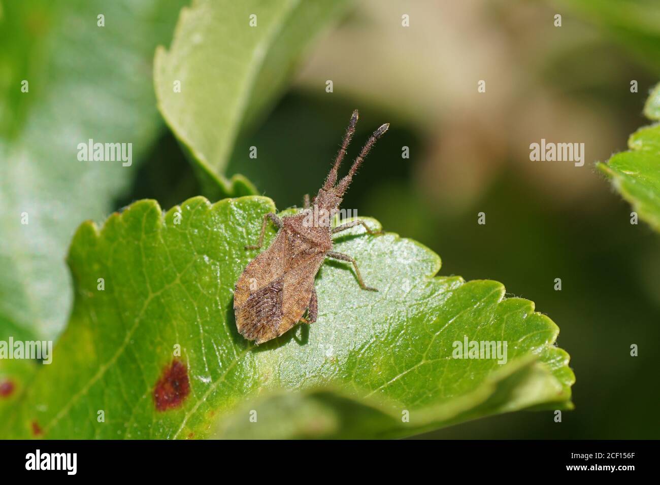 Denticulate Leatherbug (Coriomeris denticulatus) der Familie Coreidae auf einem Blatt in einem niederländischen Garten. Feder, Stockfoto