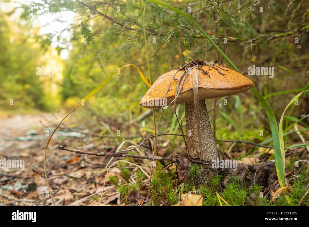 Birke Bolete mushroomin den Herbstwald Stockfoto