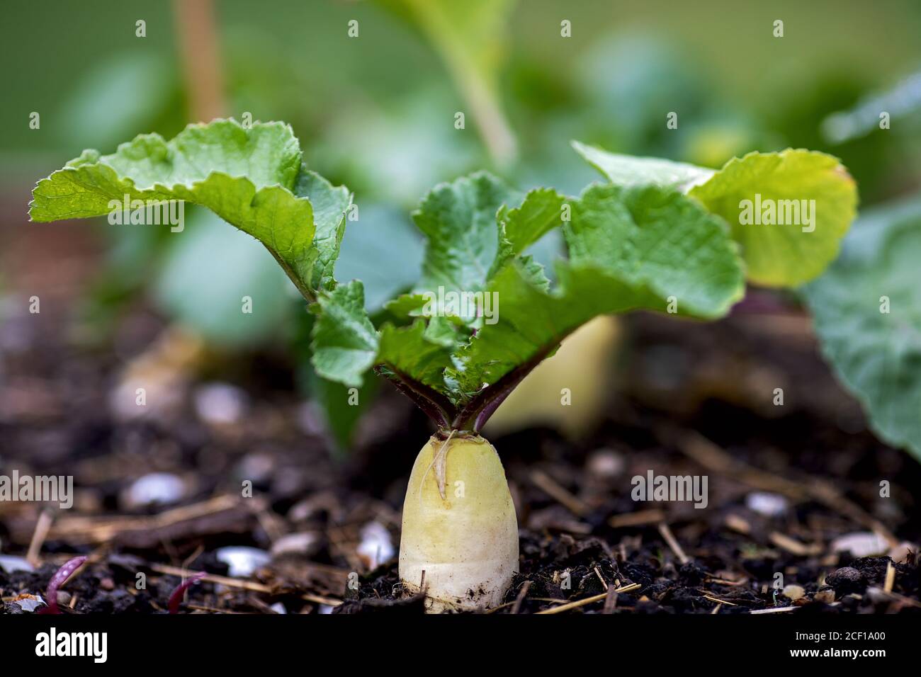 Weißer Rettich wächst im Gemüsefleck Stockfoto