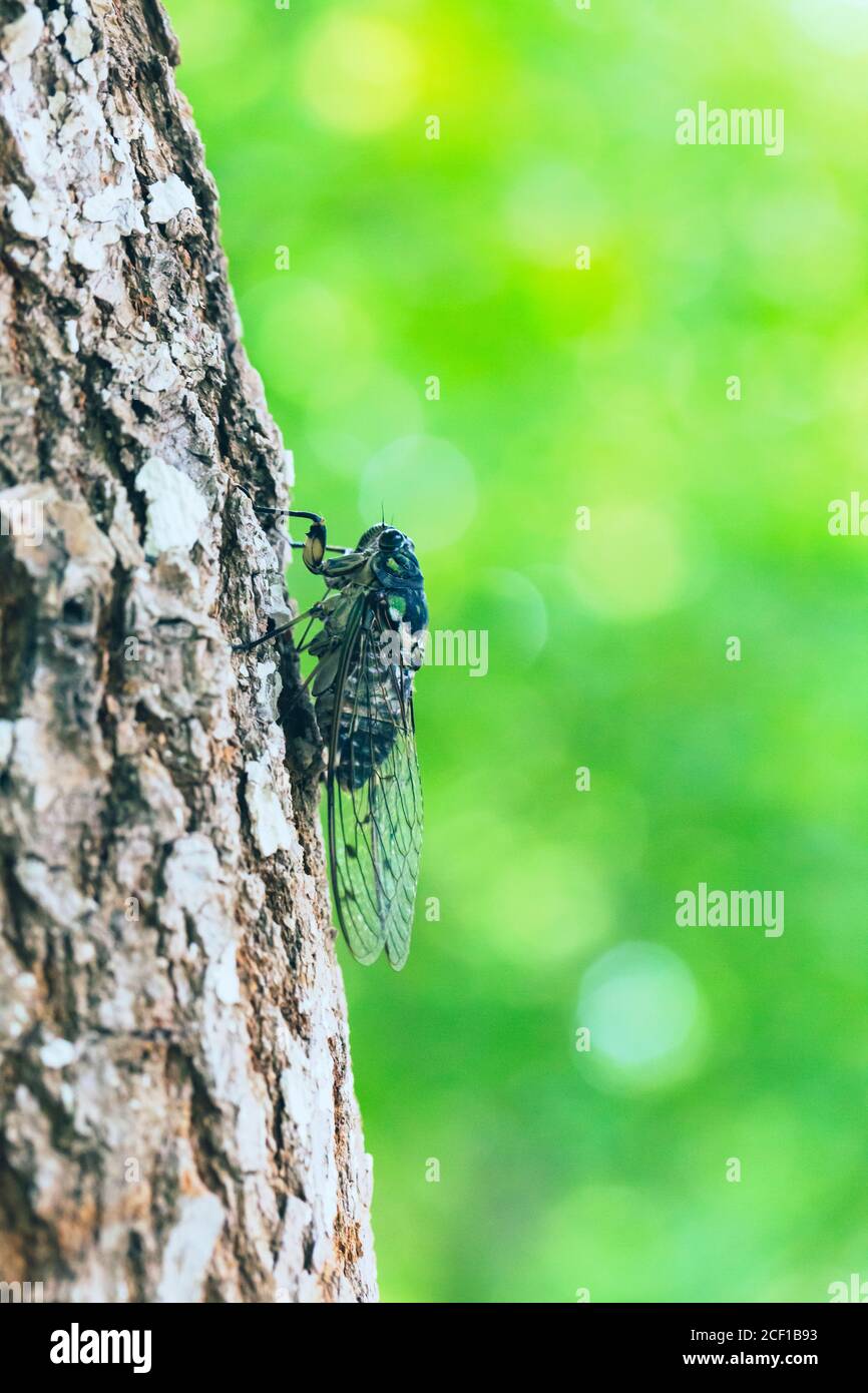 Makro-Nahaufnahme einer Insektenzikade im Freien auf einem Baum Stockfoto