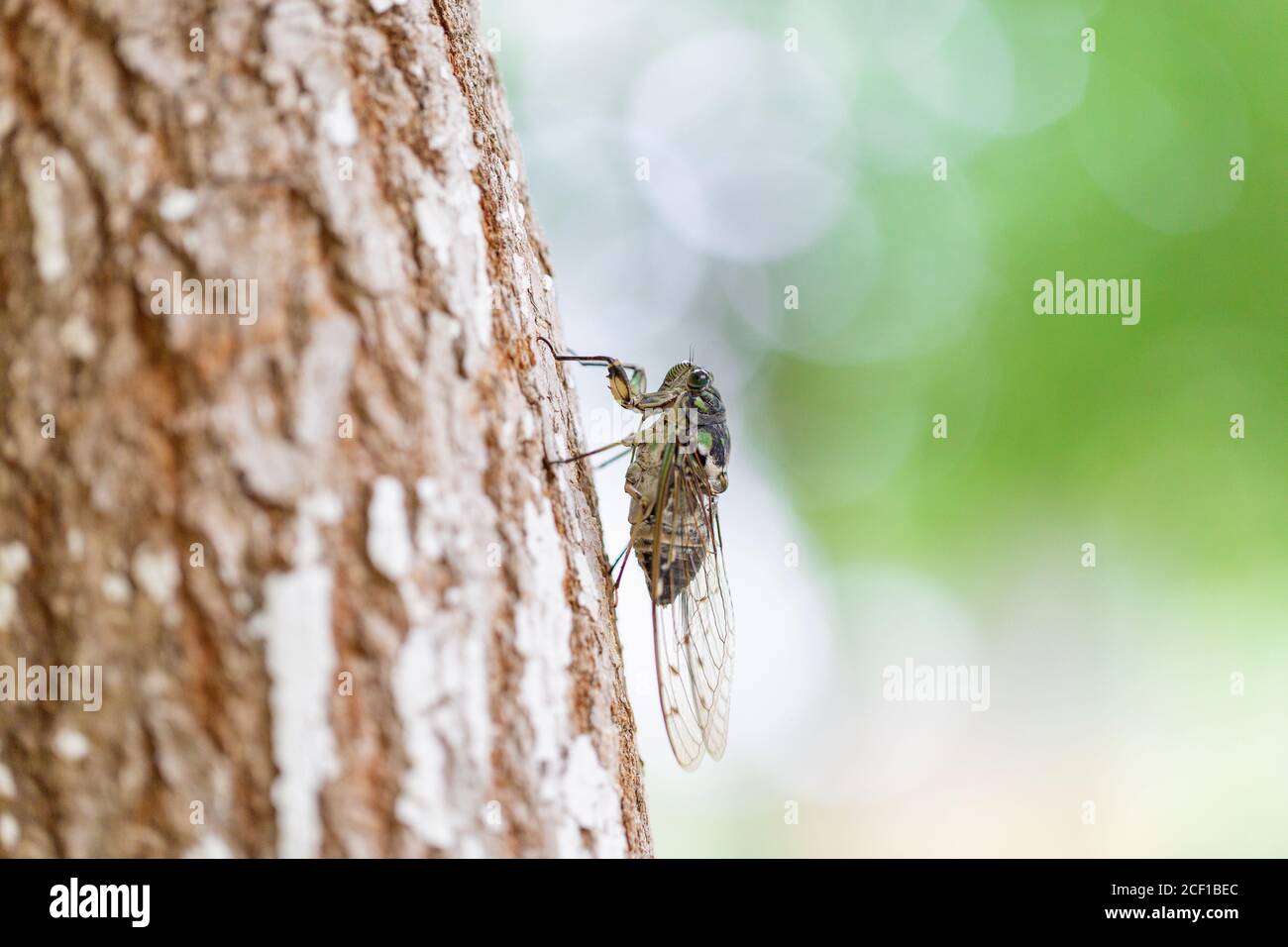 Makro-Nahaufnahme einer Insektenzikade im Freien auf einem Baum Stockfoto