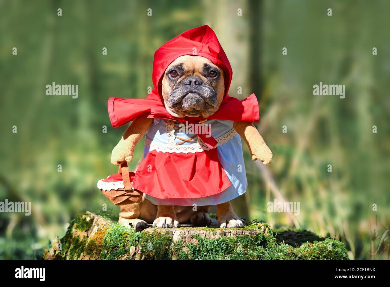 Lustige französische Bulldogge Dos verkleidet als Märchenfigur Rotkäppchen mit Ganzkörperkostümen mit gefälschten Armen trägt Korb im Wald Stockfoto