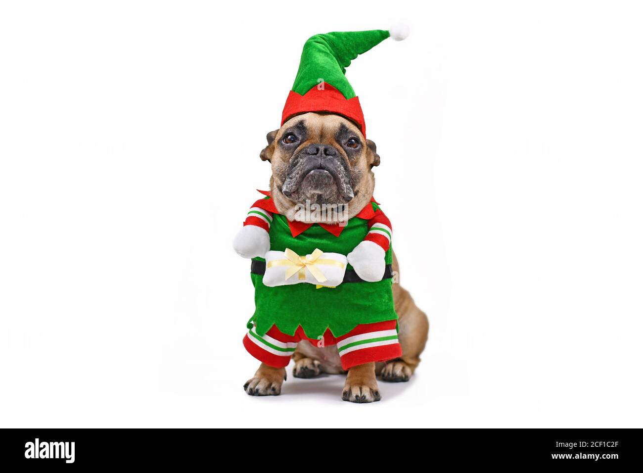 Französisch Bulldogge Hund trägt lustige traditionelle niedliche weihnachten Elfen Kostüm Mit Armen halten vorhanden isoliert auf weißem Hintergrund Stockfoto