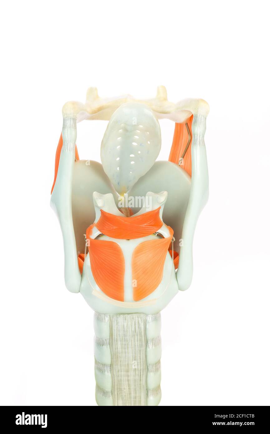 Künstliches Modell des menschlichen Kehlkopfes oder des Sprechkastens isoliert auf Weißer Hintergrund Stockfoto