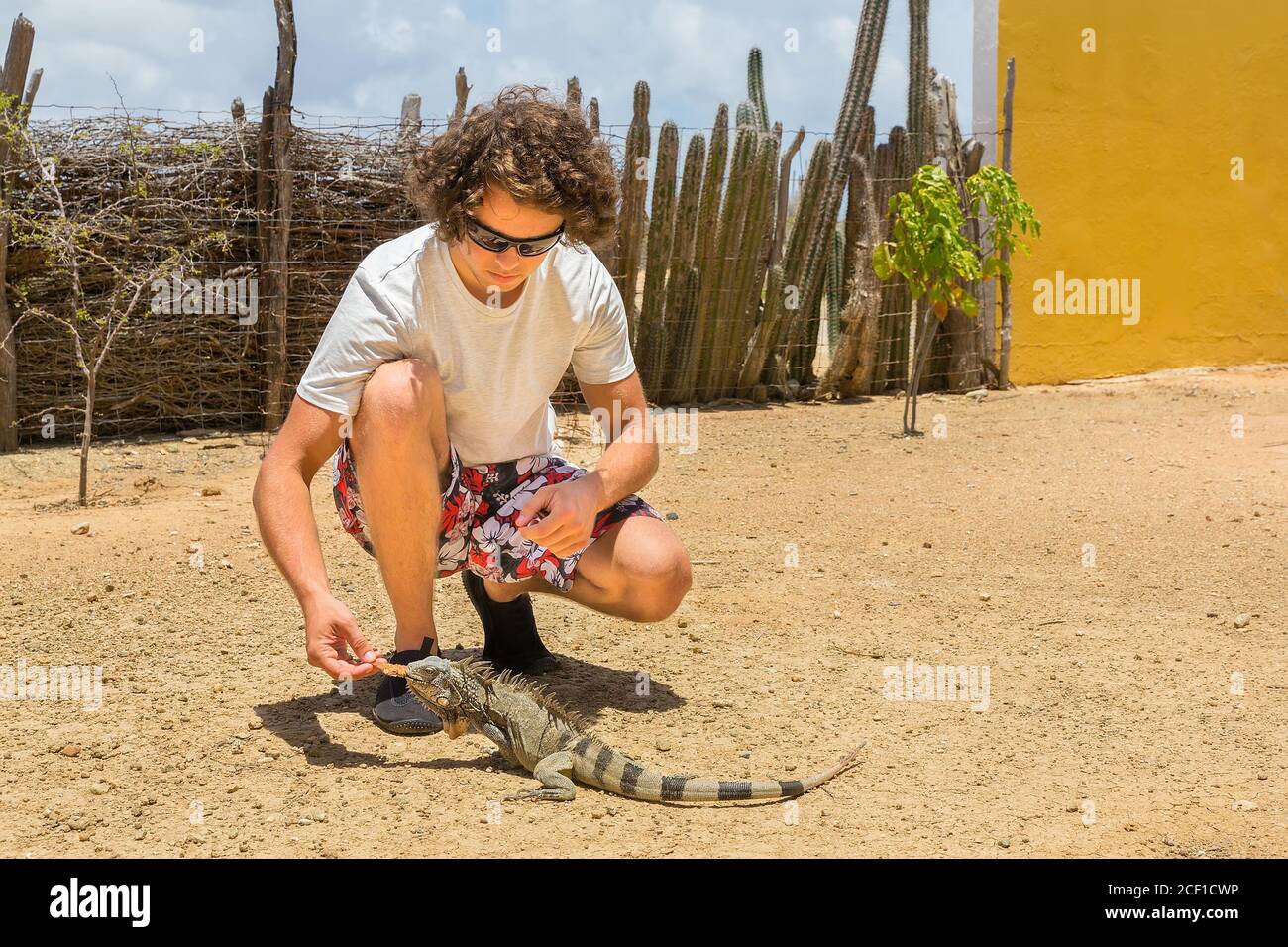 Junge kaukasische Mann füttert Leguan auf dem Boden in Park auf Bonaire Stockfoto