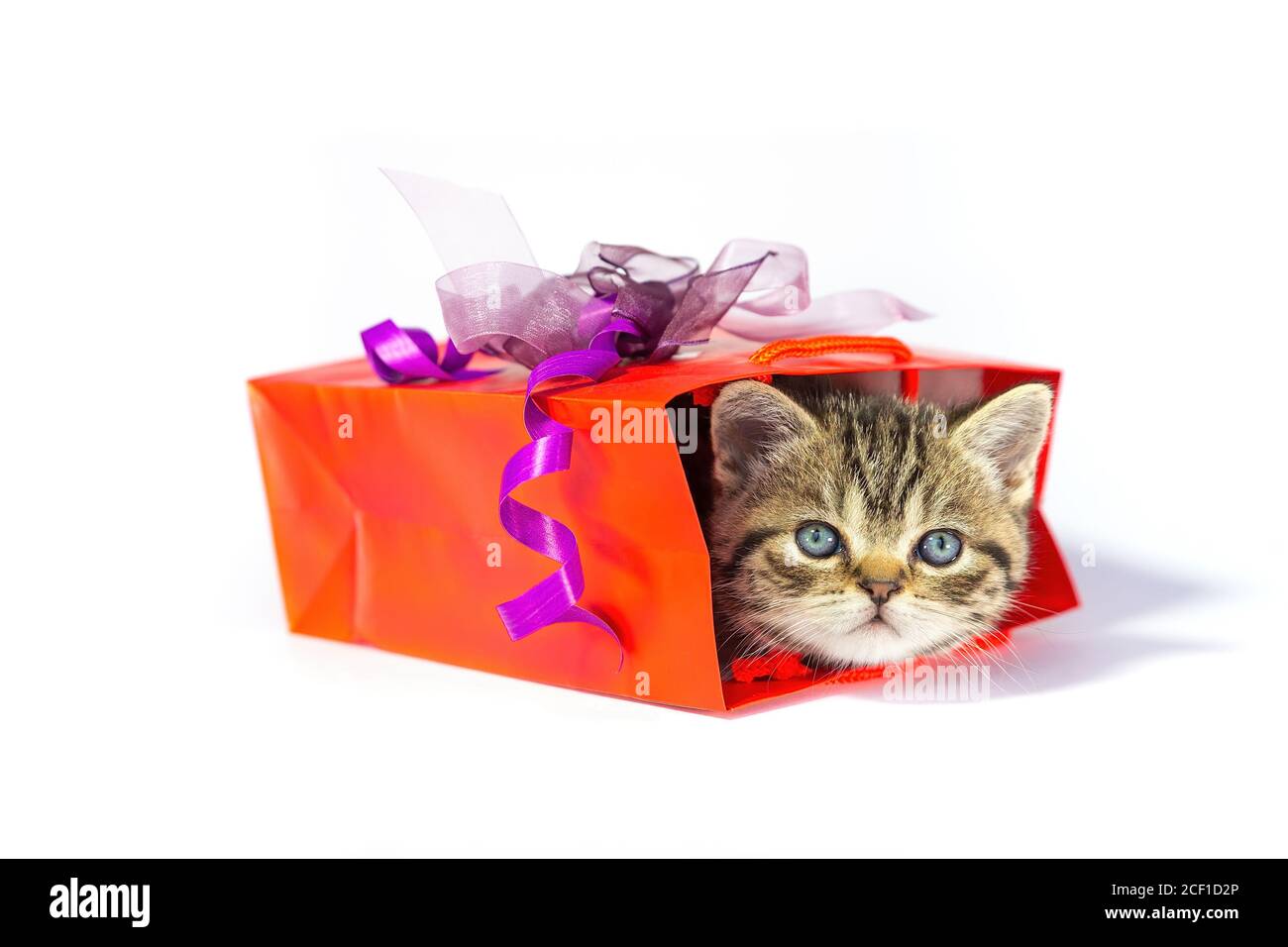 Junge goldene gestromte Katze versteckt in roter Geschenkbox isoliert Auf weißem Hintergrund Stockfoto