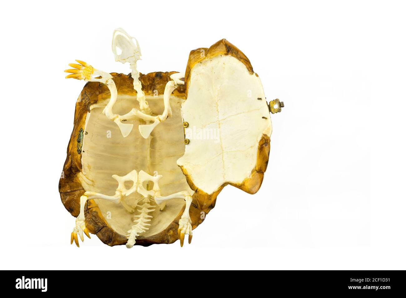 Innen der Schildkröte mit Skelett isoliert auf weißem Hintergrund Stockfoto