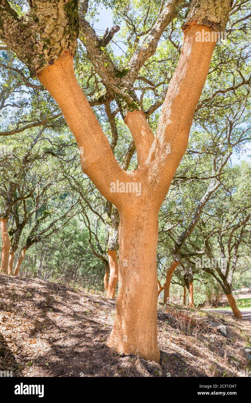 Obstgarten mit entnommener Rinde auf Korkeichen in portugiesisch Algarve Stockfoto