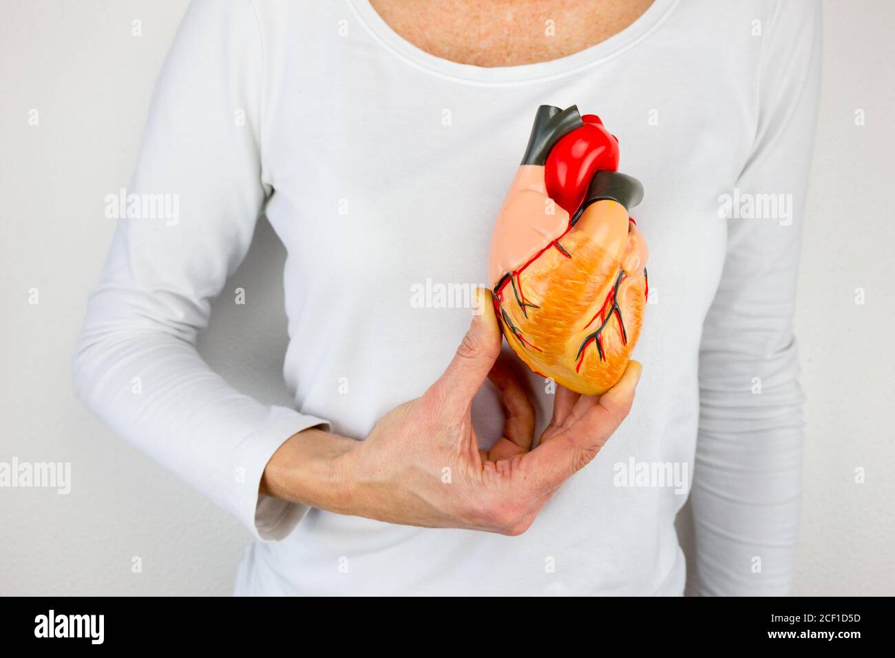 Weibliche Person hält menschliches Herzmodell auf weißem Körper Stockfoto