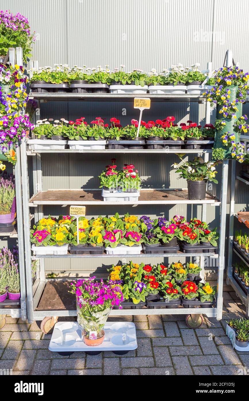 Rack gefüllt mit blühenden Bellis und Primula Pflanzen in Holland Stockfoto