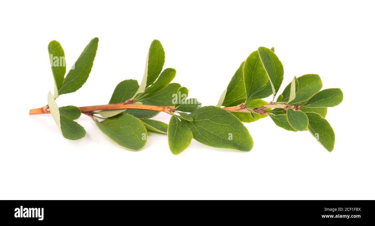 Grüner Zweig der Berberitze Blätter, isoliert auf weißem Hintergrund. Frühling mit Blättern der Berberitze. Stockfoto