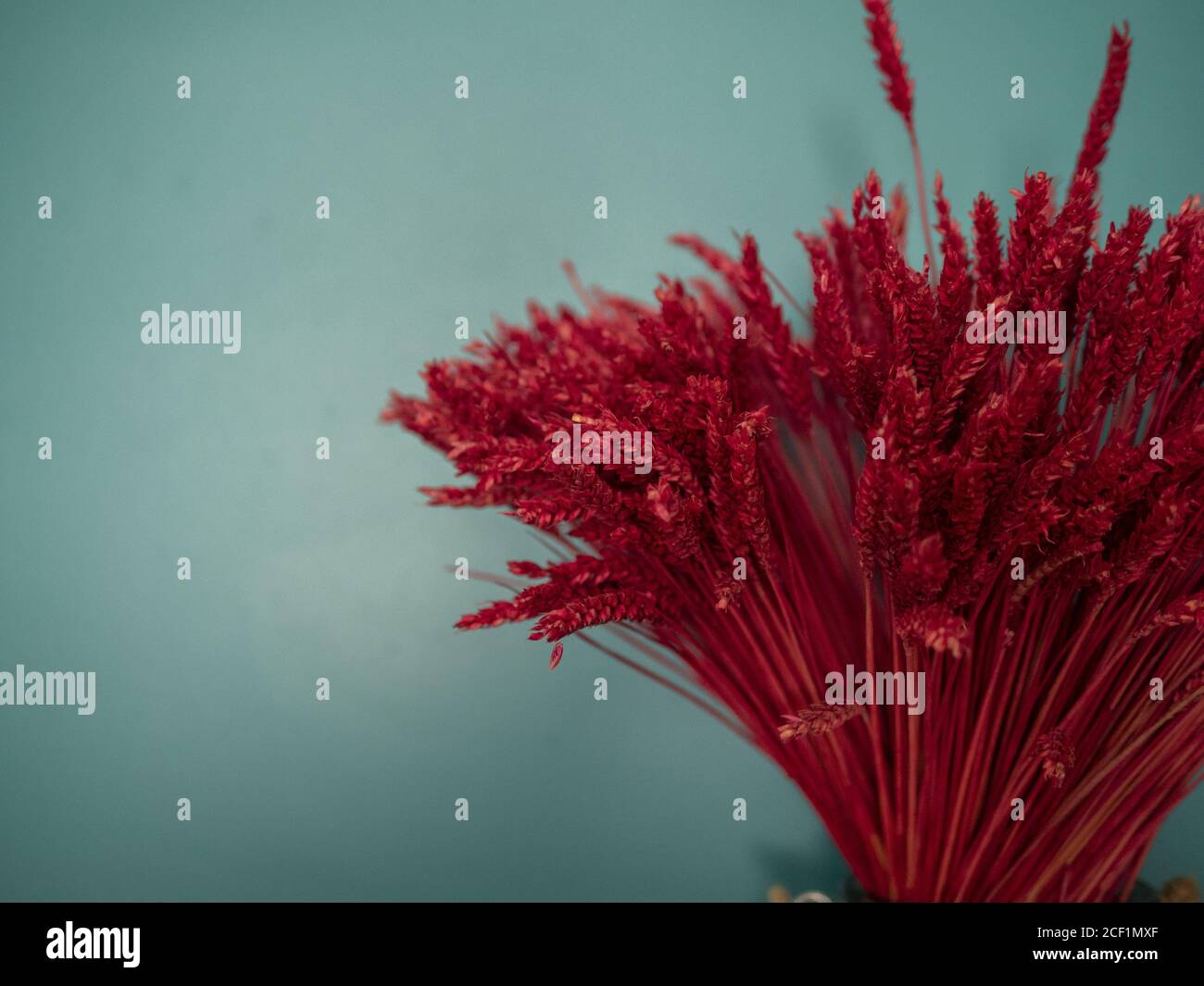 Nahaufnahme des roten Weizens in einer Vase gegen einen Türkis Wand Stockfoto
