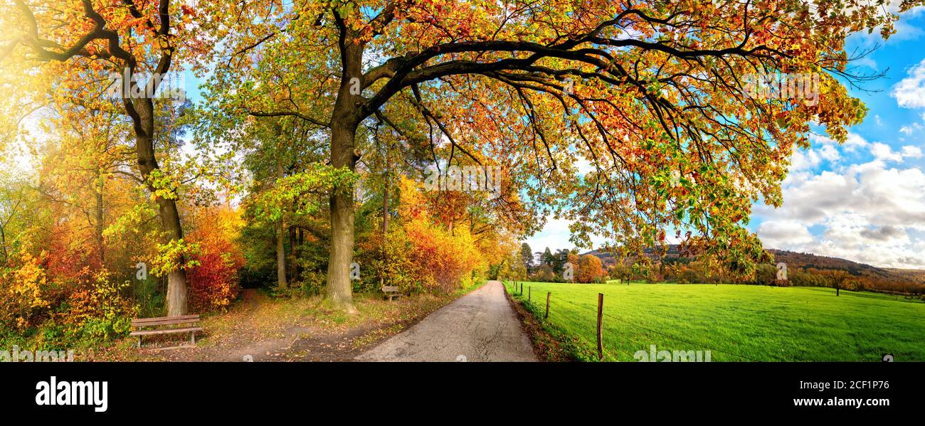 Schöne ländliche Landschaft im Herbst, eine Panoramalandschaft mit einem Weg, der unter bunten Zweigen entlang einer grünen Wiese führt Stockfoto
