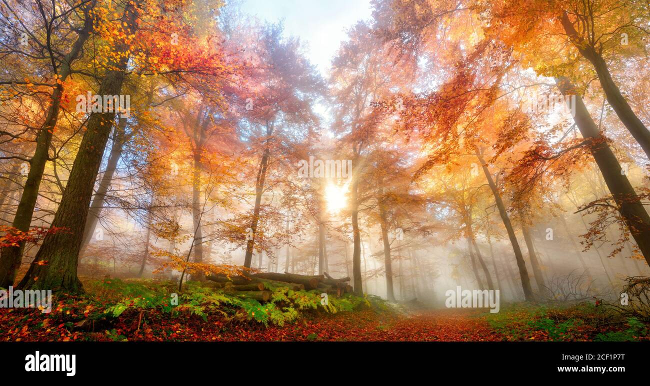 Bezaubernde Sonnenstrahlen fallen durch Nebelschwaden in einem Wald, eine wunderschöne, verträumte und lebendige Herbstlandschaft Stockfoto
