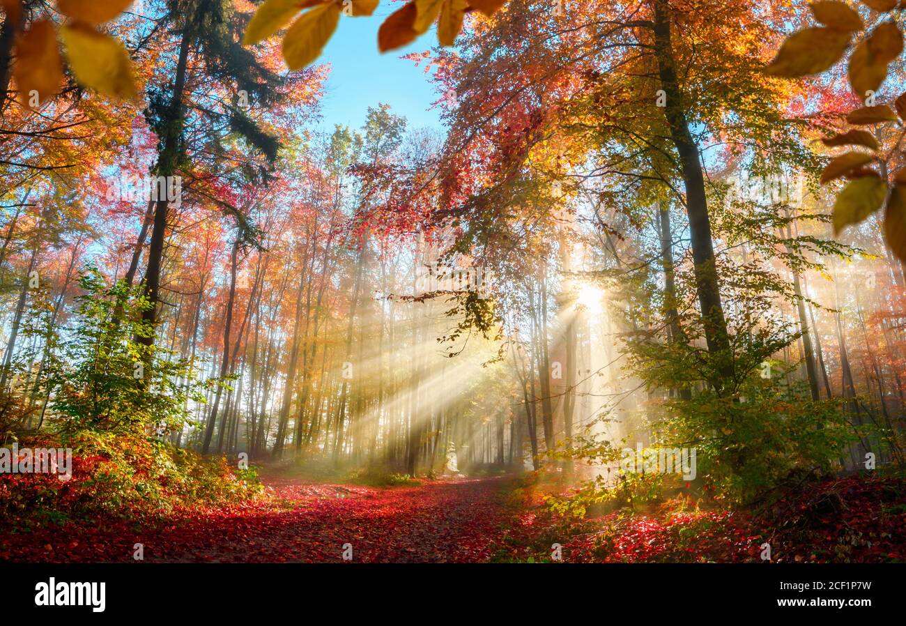 Fabelhafte Sonnenstrahlen in einem bunten Wald im Herbst beleuchten einen Pfad mit rotem Laub bedeckt, mit einigen Blättern umrahmt die Szene Stockfoto