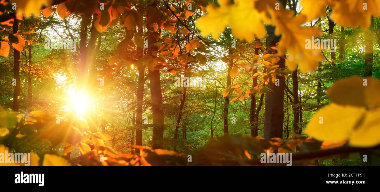 Naturkulisse im Panorama-Format: Die helle Herbstsonne beleuchtet gelbe Eichenblätter in einem grünen Wald Stockfoto
