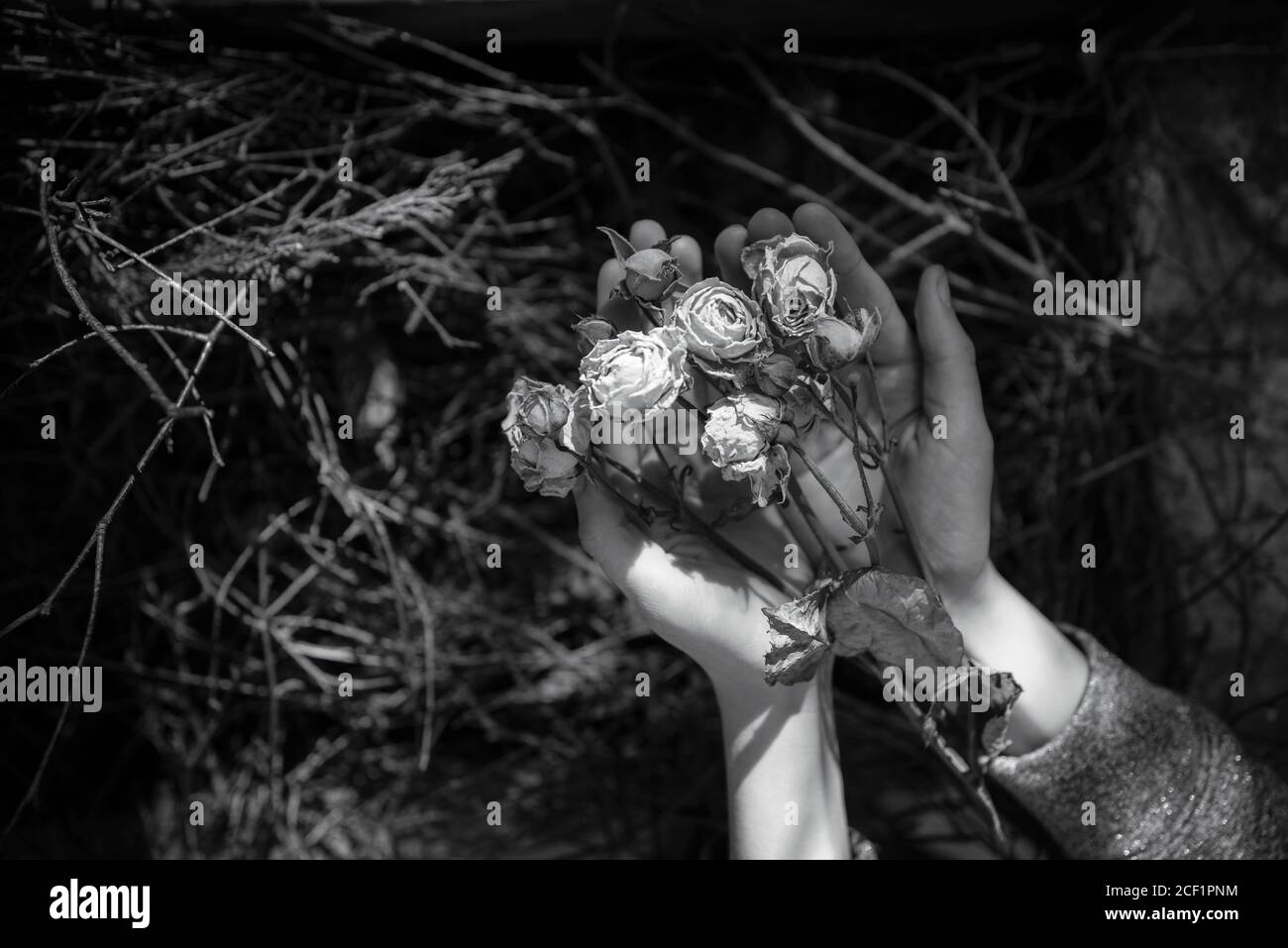 Mädchen hält tote Rosen Stockfoto