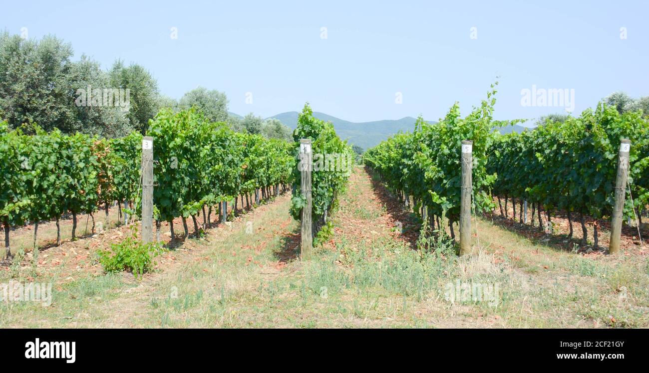 Typisch italienischer Weinberg für Wein von höchster Qualität. Stockfoto