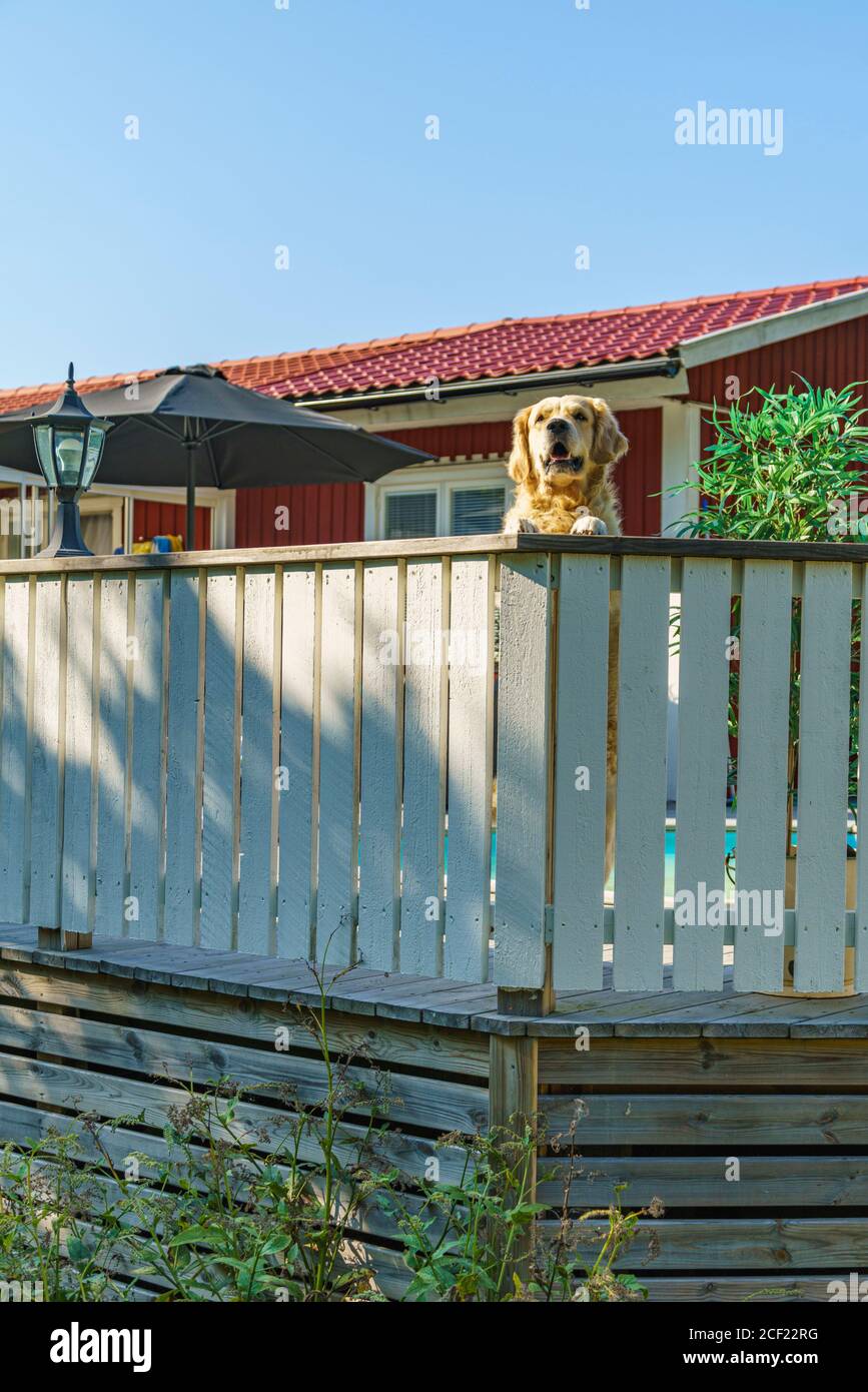 Golden Retriever steht auf seinen Hinterbeinen und schaut über einen Zaun, der sein Haus Gnesta, Schweden, gurdaiert Stockfoto