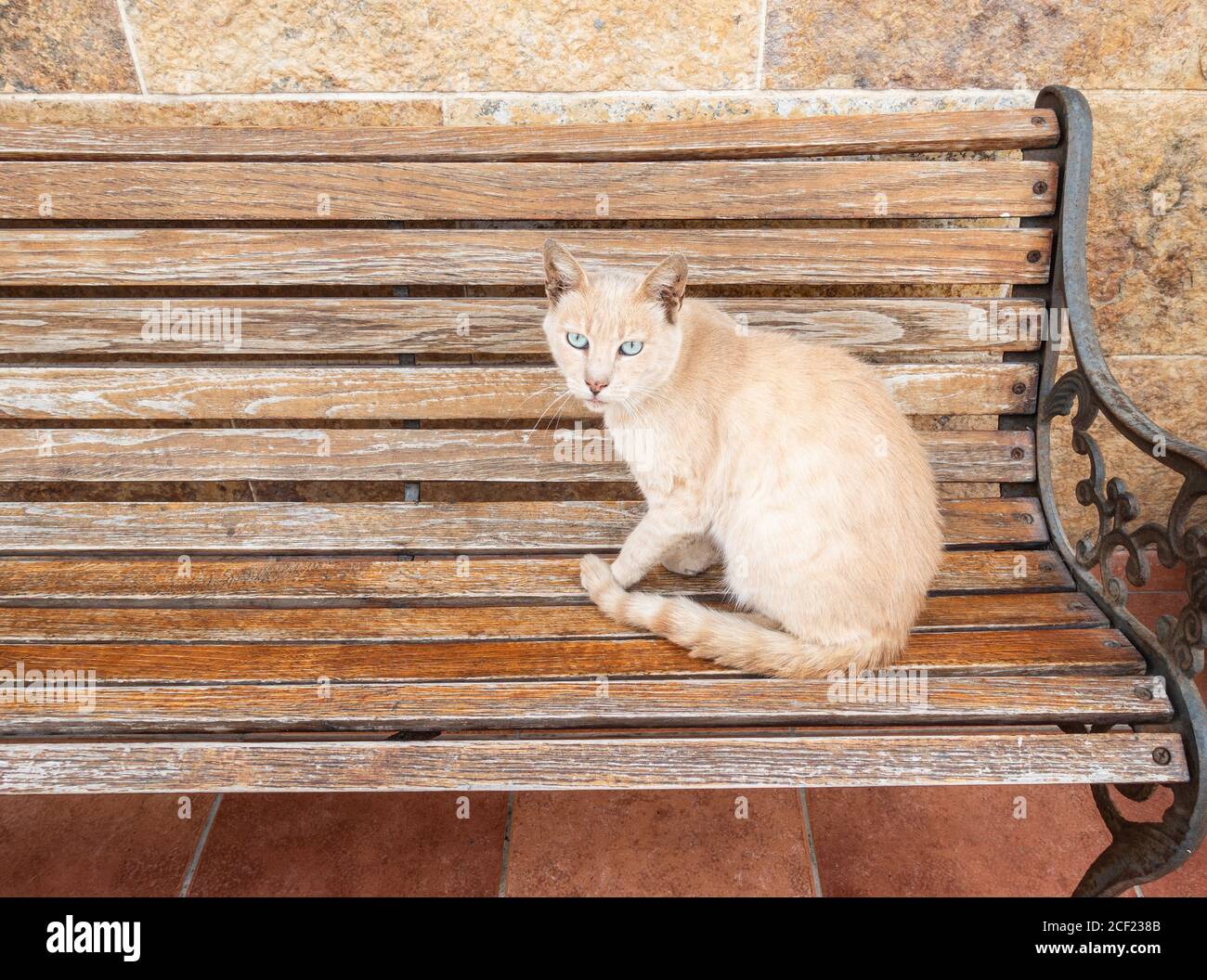 Katze sitzt auf der Bank Stockfoto