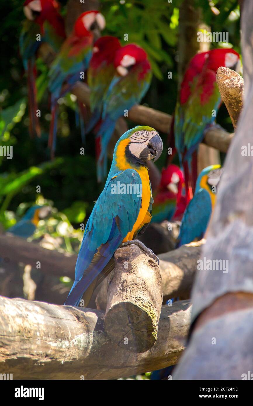 Bunte Papageien im tropischen Wald Stockfoto