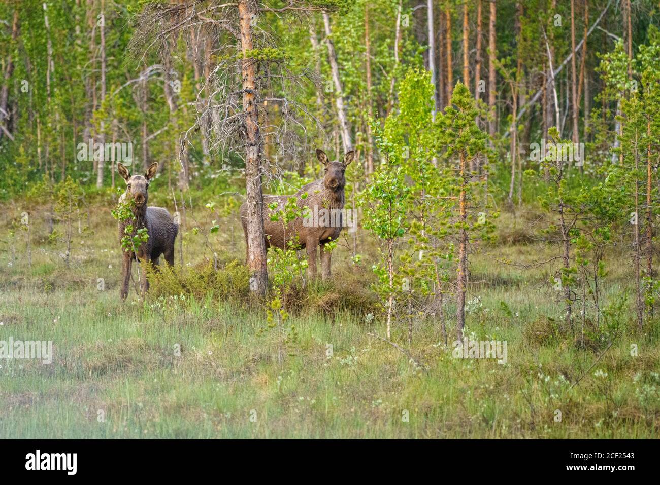 Zwei junge Elche, die im Wald stehen und zur Kamera schauen, Schwedisch Lappland, Schweden Stockfoto