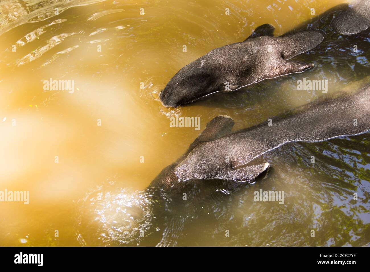 Malaiische Tapir Thailand. Sommer von Thailand Malayische Tapir in Wasser einweichen, um heiß zu entlasten. Stockfoto