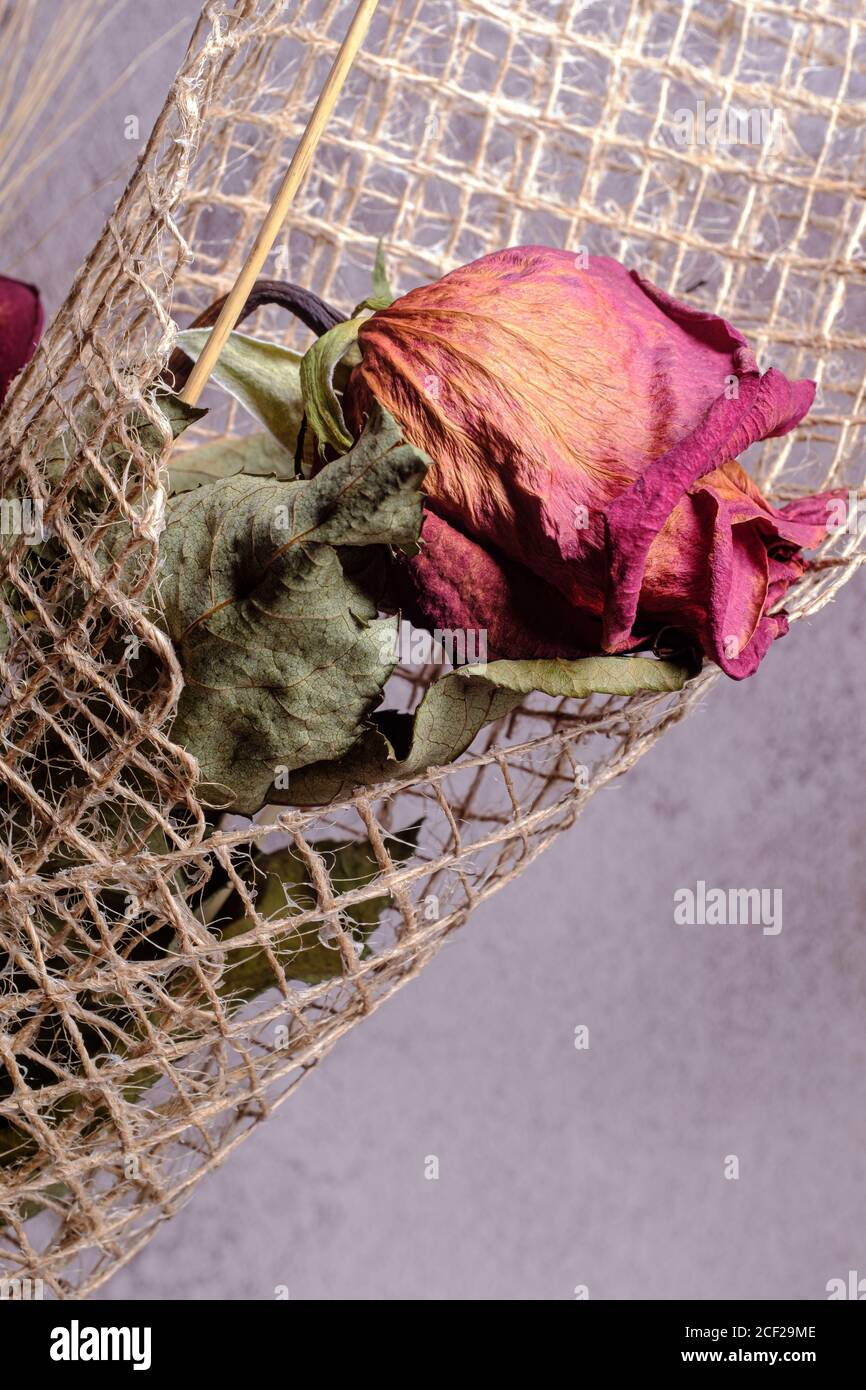 Tote trockene Rose Blumenstrauß Nahaufnahme noch Stockfoto