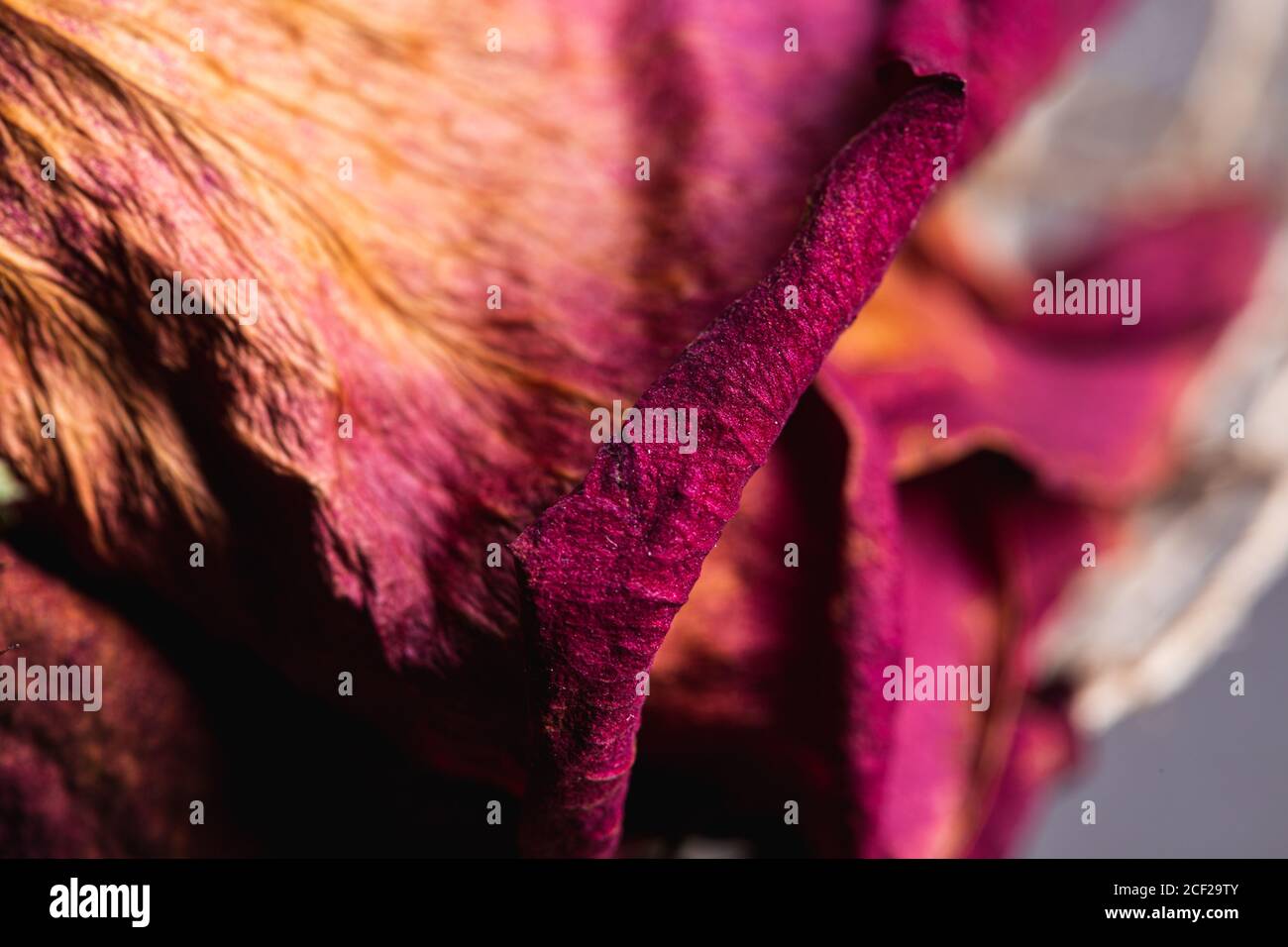 Rosa Blütenblatt auf einer getrockneten toten Rose Blume aus nächster Nähe Still Stockfoto
